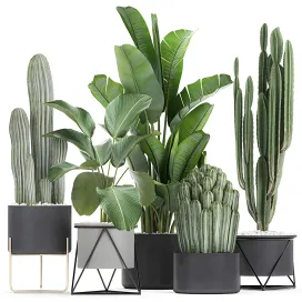 Cacti strelitzia in a pot